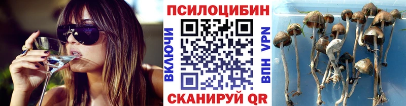 купить  сайты  Мытищи  Псилоцибиновые грибы прущие грибы 